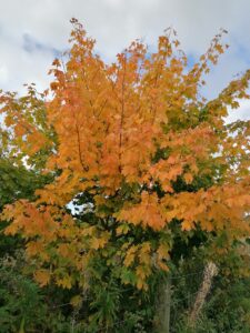 Autumn tree